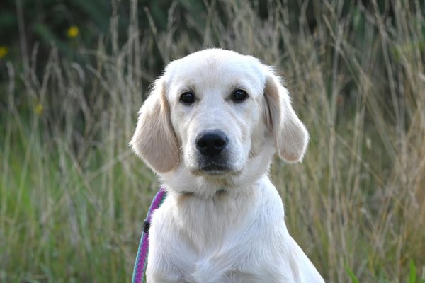Welche Rolle spielt die Kommunikation zwischen unterschiedlichen Tierarten?